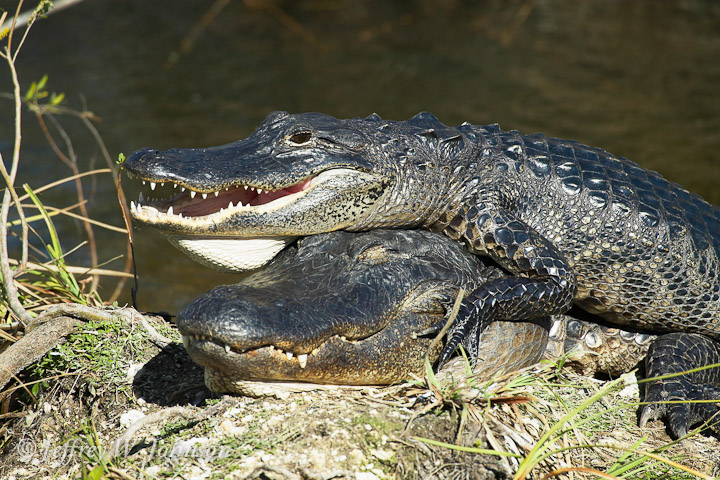 Alligators Piggyback